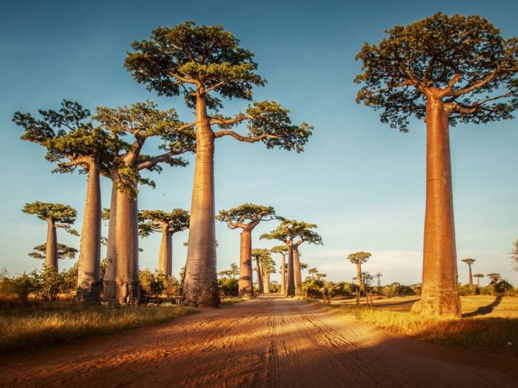 Baobab Benefits Nutrition Dietary Tips And Risks