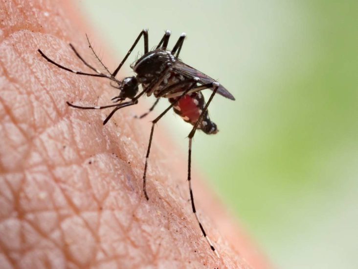 Do not ignore these symptoms of dengue, there may be a risk of death