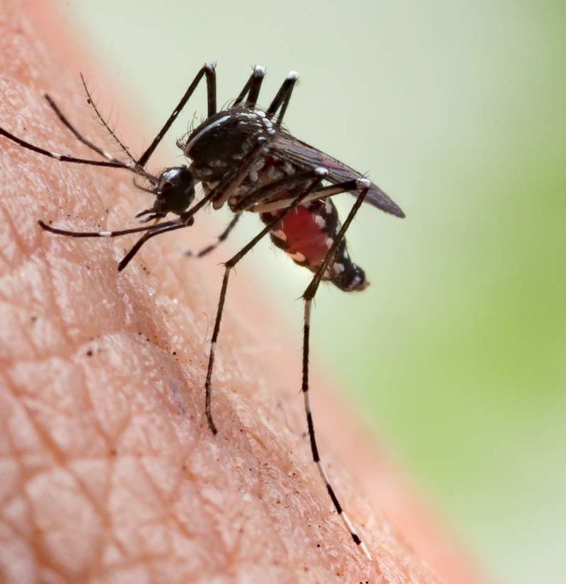 Mosquito bites: Symptoms, complications, and prevention