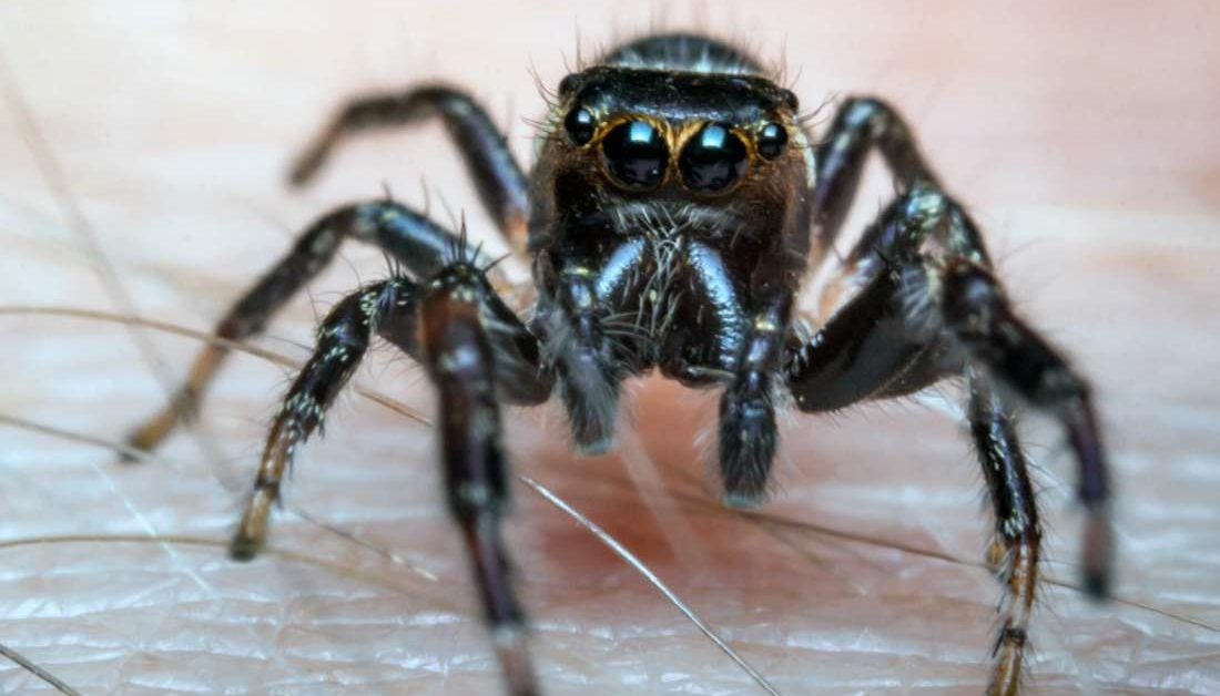 Spider Bites Identification And Treatment