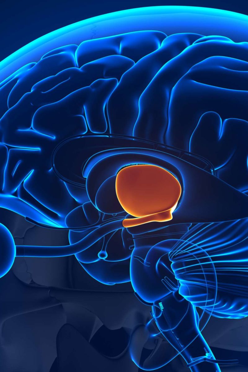 Hypothalamus Function hormones and disorders