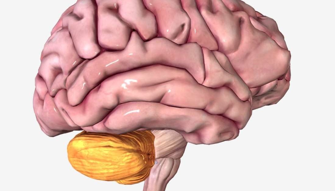 Cerebellum: Anatomy, function, and disorders