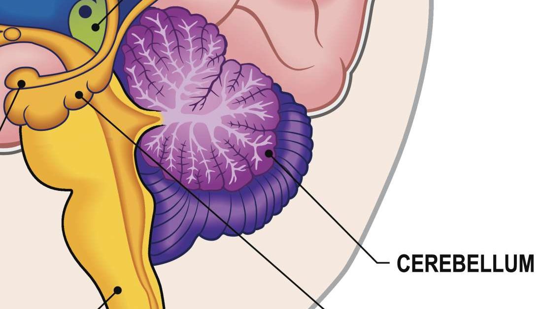 Hippocampus Function Size And Problems
