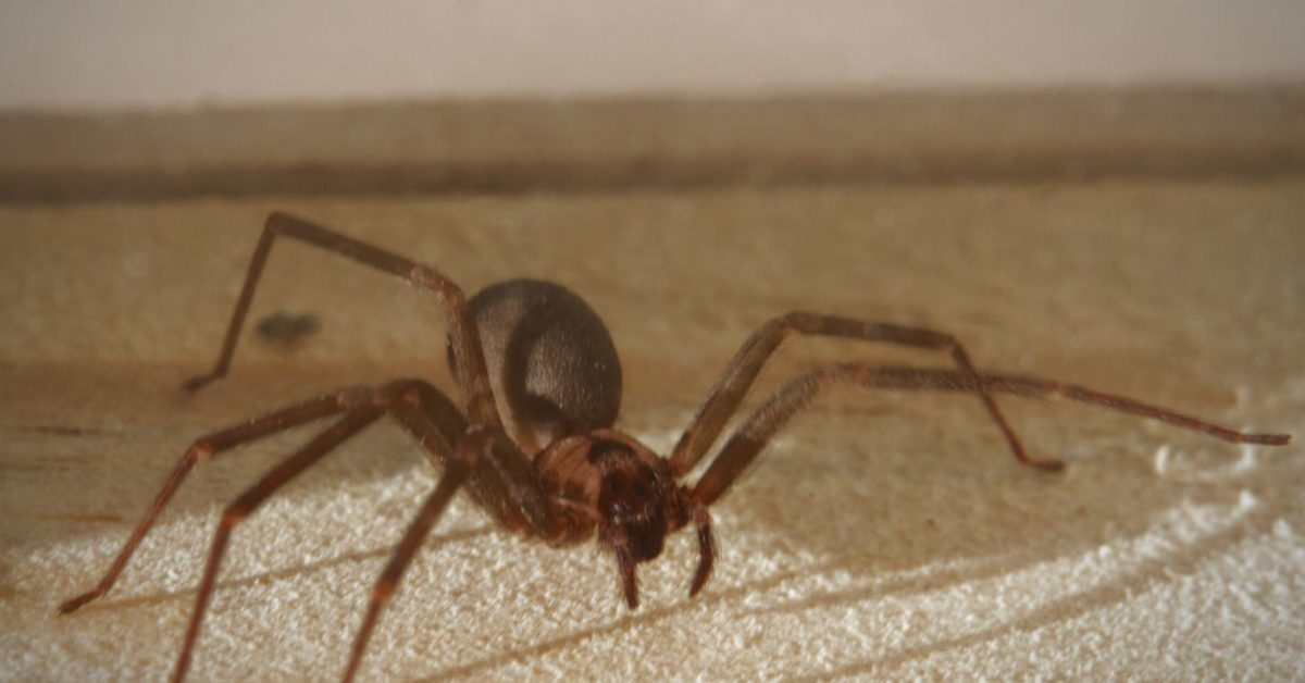 Brown spider with round body and dark bron spots Brown Recluse Spider Bite Appearance Symptoms And Home Treatments