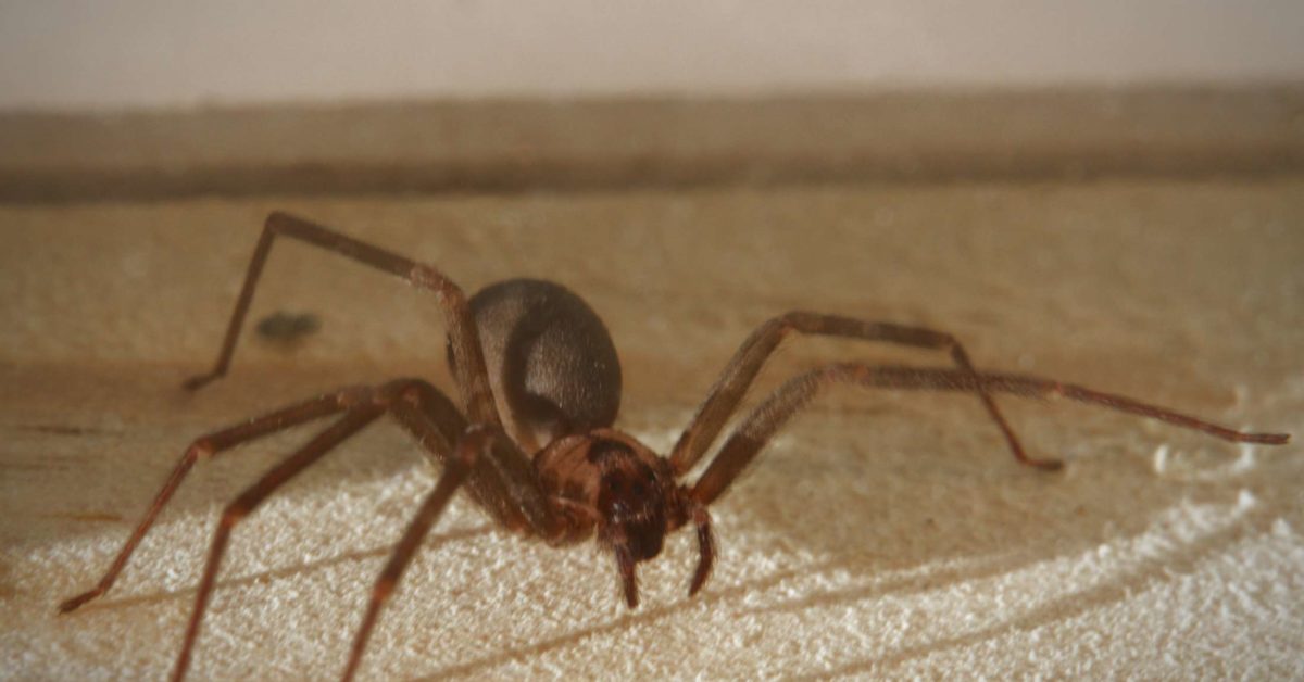 Brown Recluse Bites: Images, Symptoms, Treatment