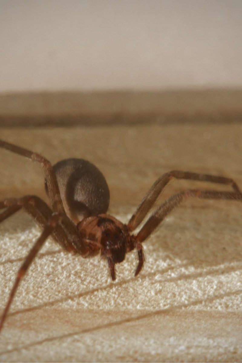 Brown Recluse Spider Bite Appearance Symptoms And Home Treatments