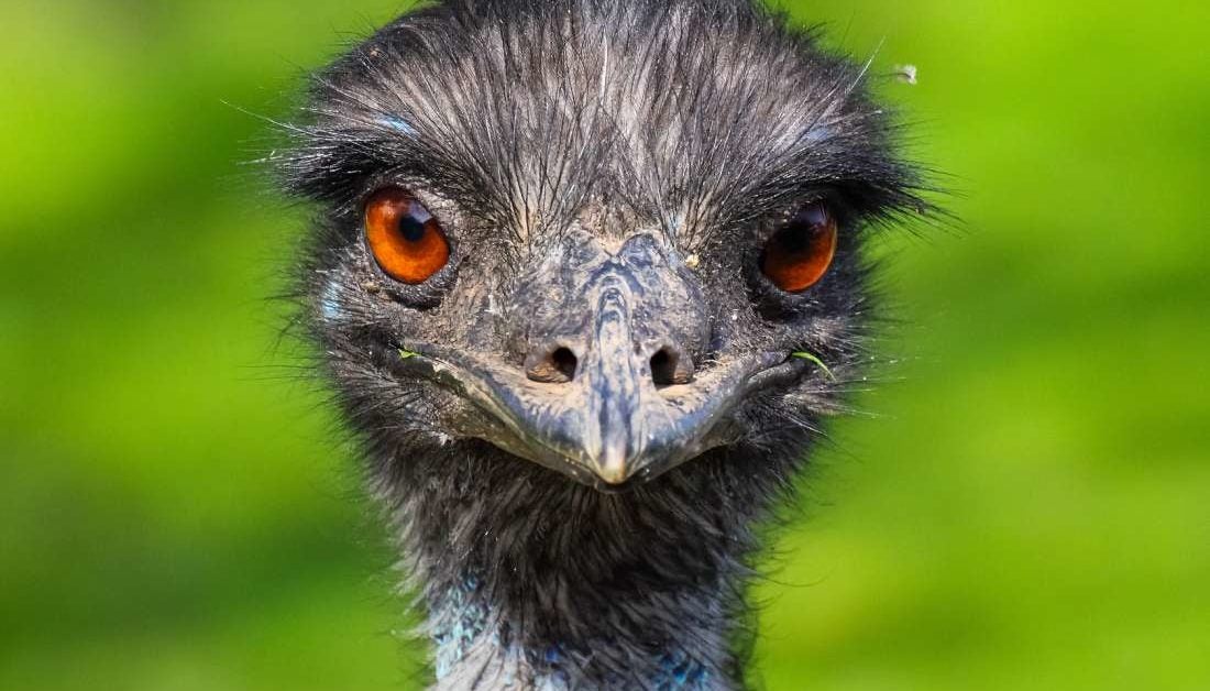 Emu oil: Uses, benefits, and side effects