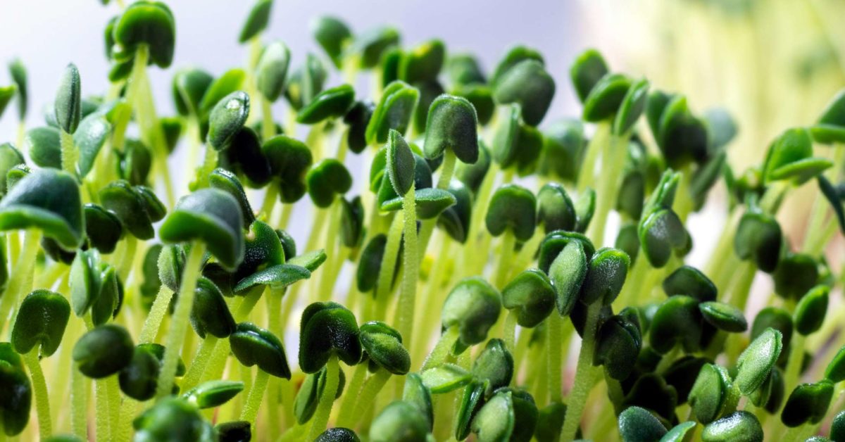 Garden cress: small seed with big benefits - Complete Wellbeing