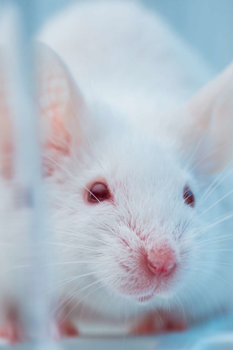 type-1-diabetes-cured-in-mice-using-gene-therapy