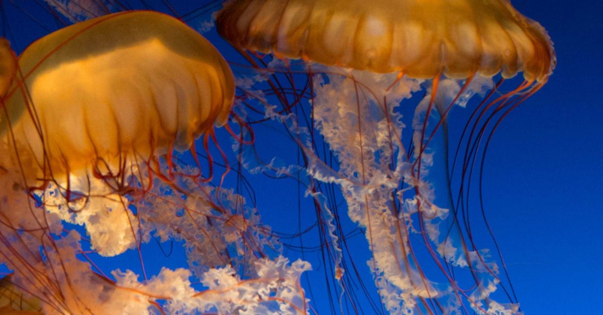 Jellyfish sting: Treatment and first aid