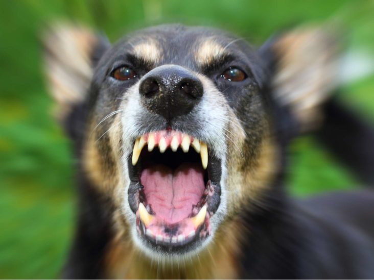 How does rabies cause aggression?