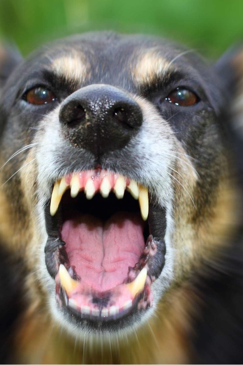 How does rabies cause aggression?
