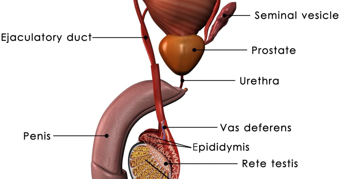 prostate-functions-diseases-and-tests