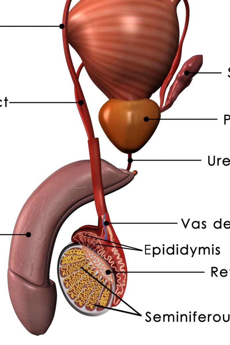 What Is Prostate Gland In Hindi