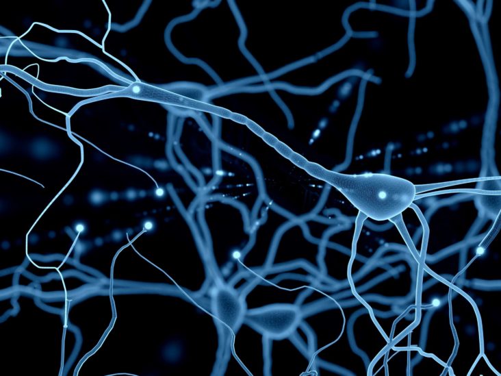 Neurons: What are they and how do they work?