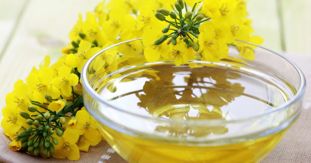 Canola oil may worsen memory