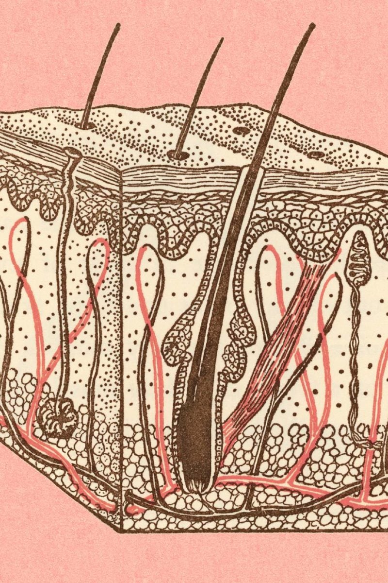 Diagram Of Thin Skin Structure