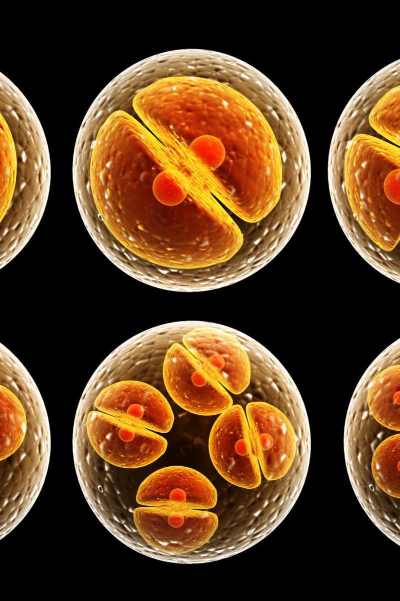 The cell: Types; functions; and organelles