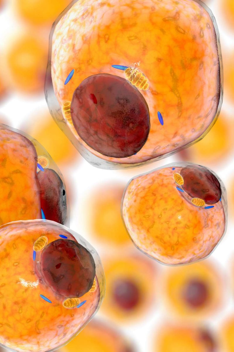 How can we stop fat cells from fueling cancer?
