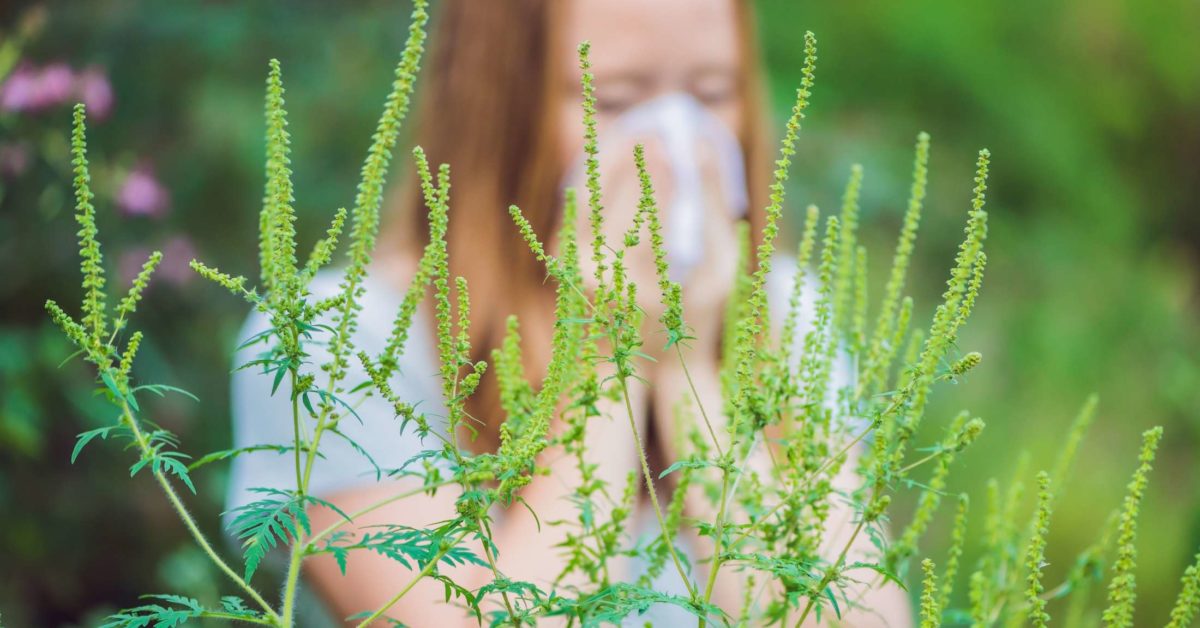 Ragweed allergy: Symptoms, treatment, and prevention