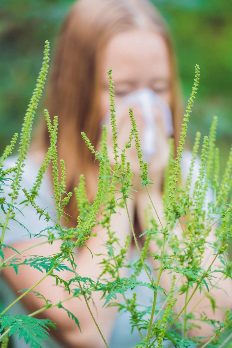 Ragweed allergy Symptoms, treatment, and prevention