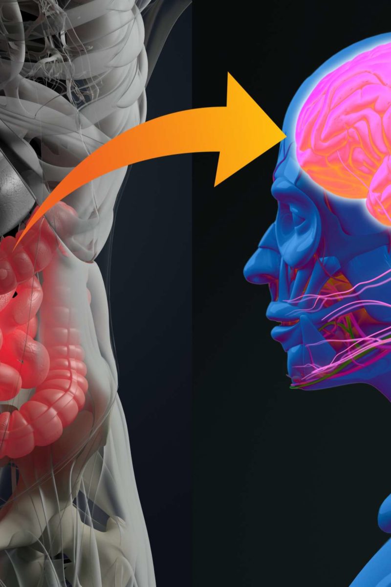 How inflammation and gut bacteria influence autism