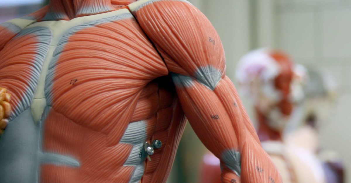 muscular system organs