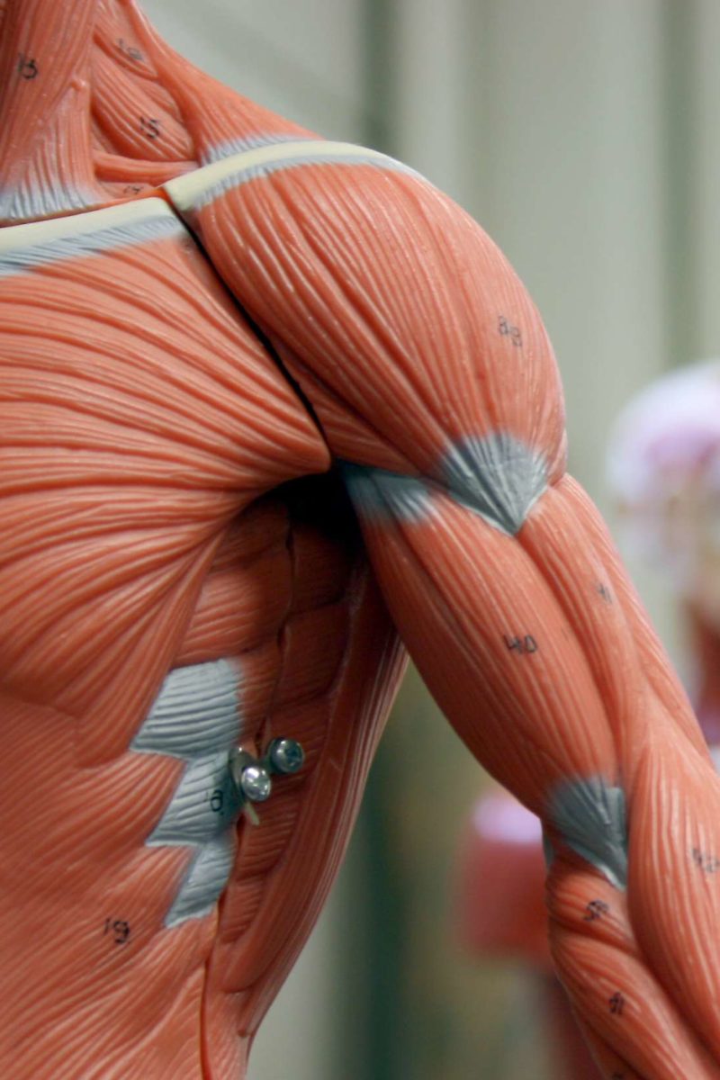 muscular system organs