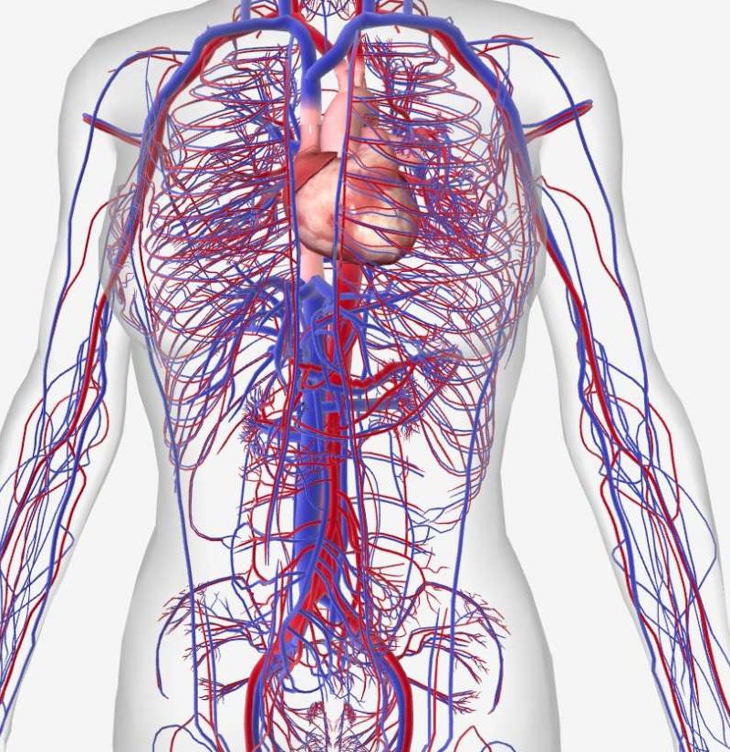 Circulatory system, Functions, Parts, & Facts