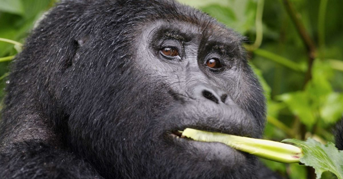 The poop of great apes gives clues about our health