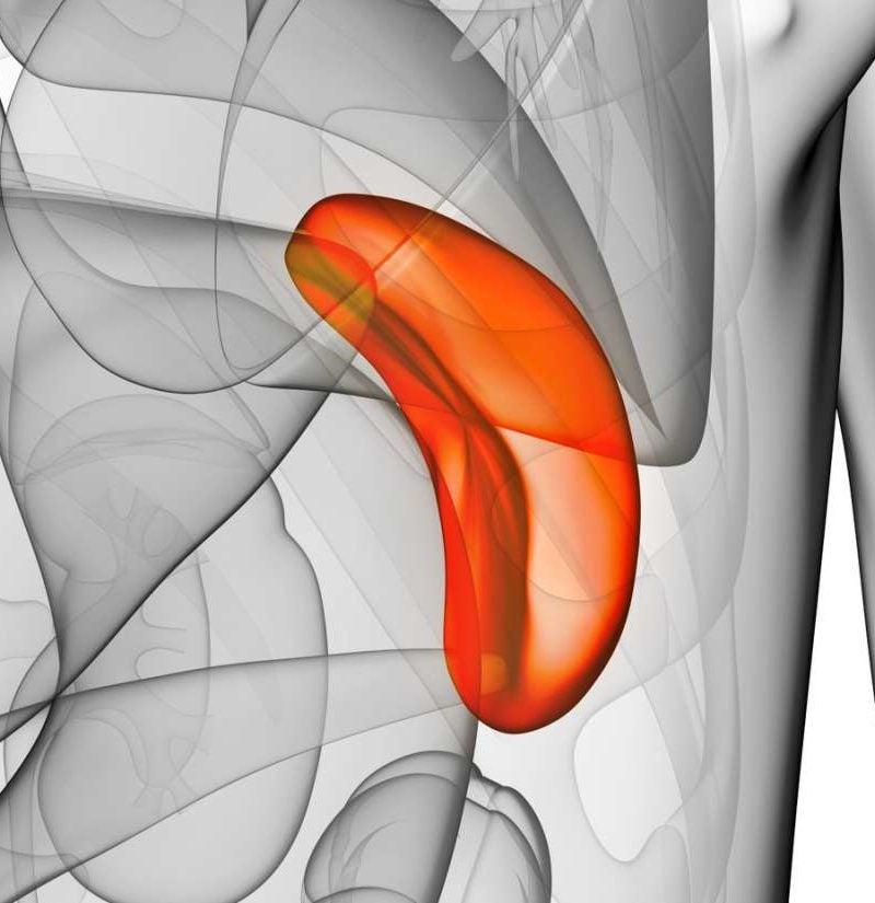 Spleen: Function, Location & Problems