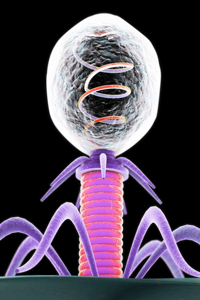 Is parkinson s linked to bacteriophages 