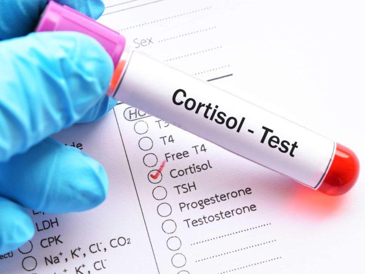 cortisol function