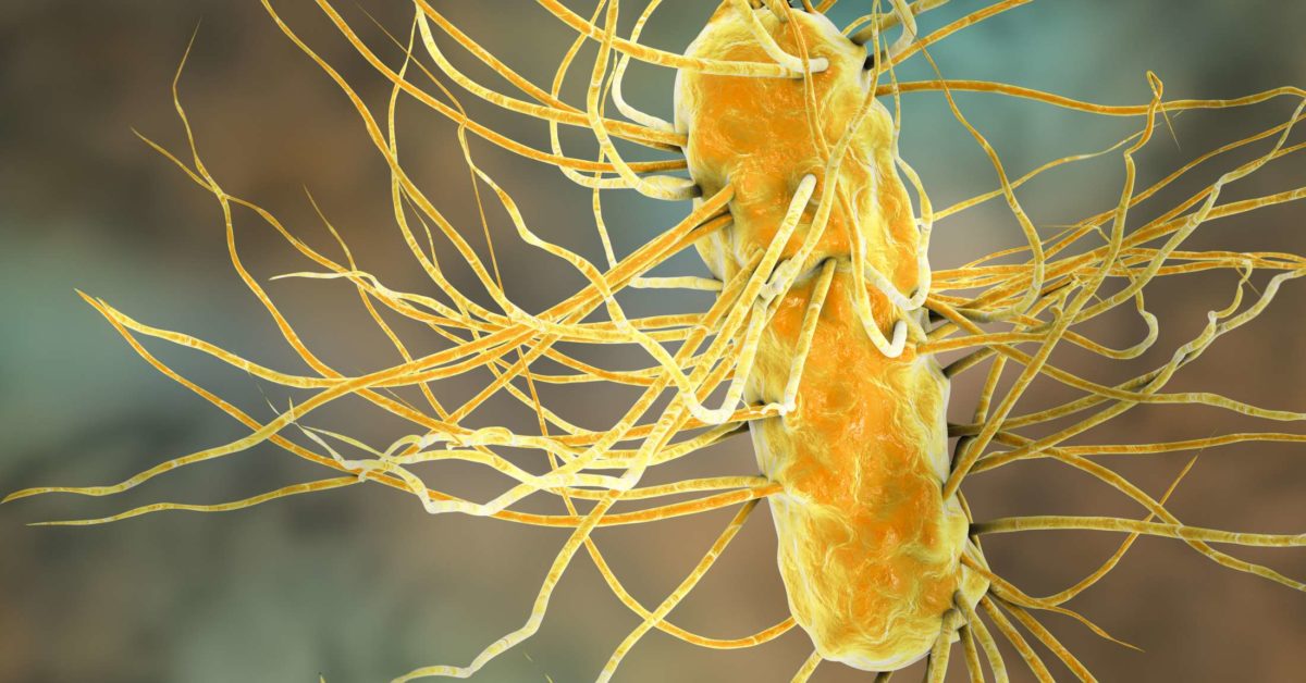 Bacterial Gastroenteritis Causes Treatment And Prevention