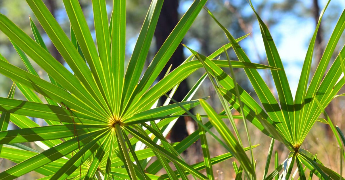 Can you boost testosterone with saw palmetto? The truths and myths