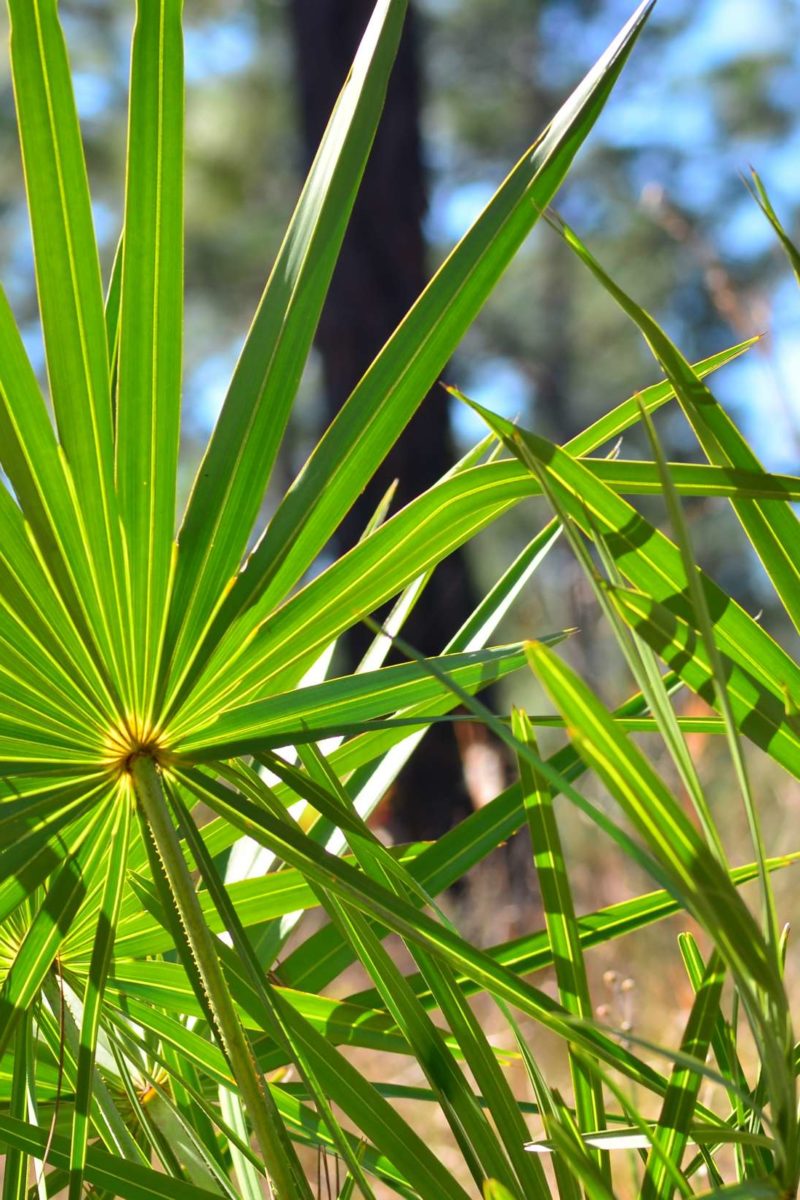 Does Saw Palmetto Help With Prostate Problems