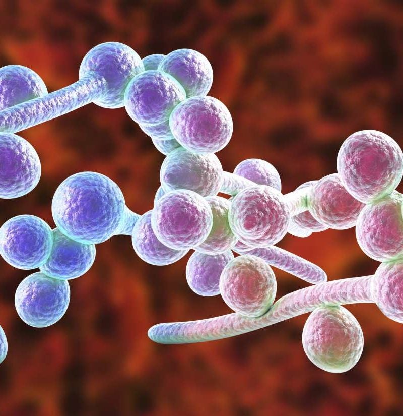 Commonly used yeast could cause drug-resistant infections