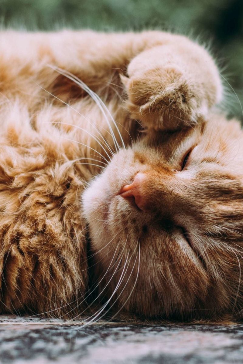 Bed Bugs Affect Cats Arron Youngblood