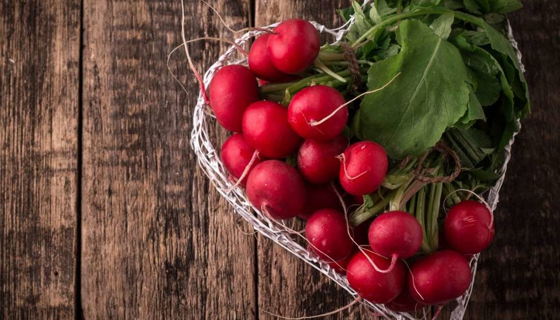 'Monster' radish might help fight heart disease