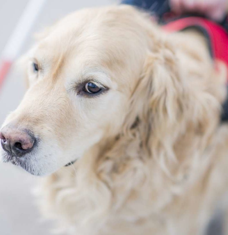 are service dogs always working