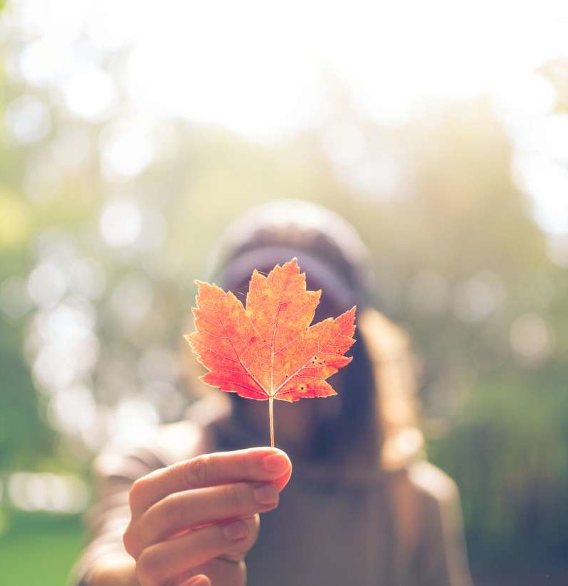 Maple Leaf Botox Could Prevent Wrinkles