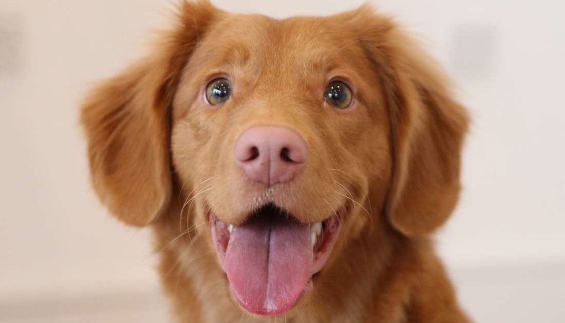 How Dogs Contribute To Your Health And Happiness