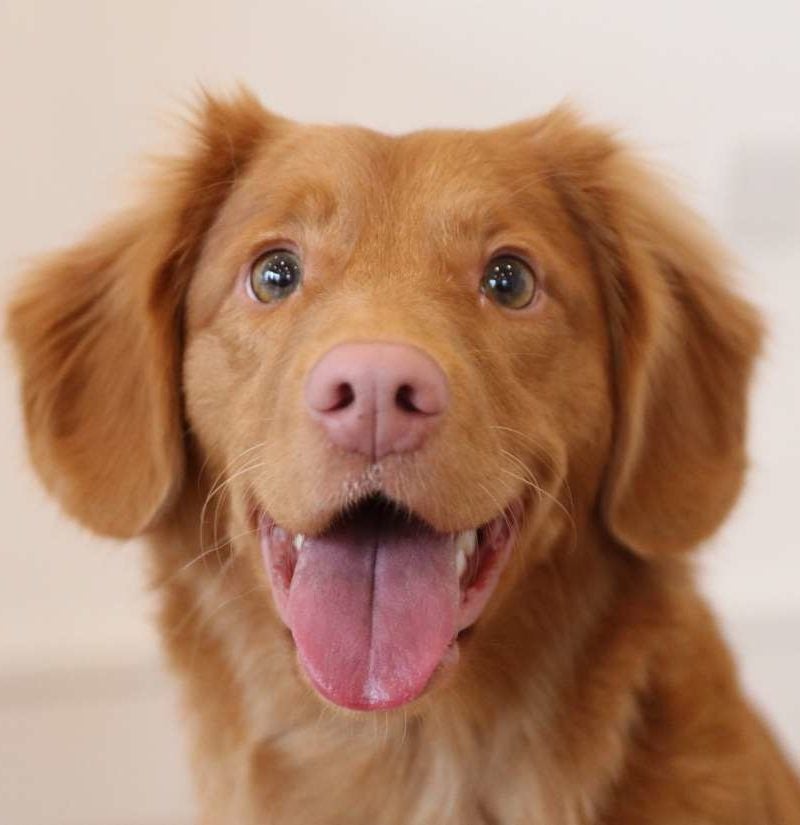 How dogs contribute to your health and happiness How Dogs Contribute To Your Health And Happiness