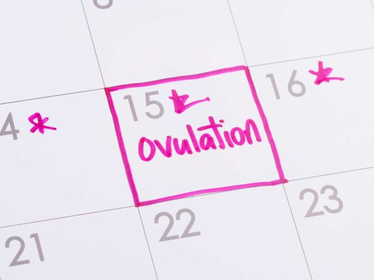 When Am I Most Fertile How To Calculate Your Ovulation Cycle