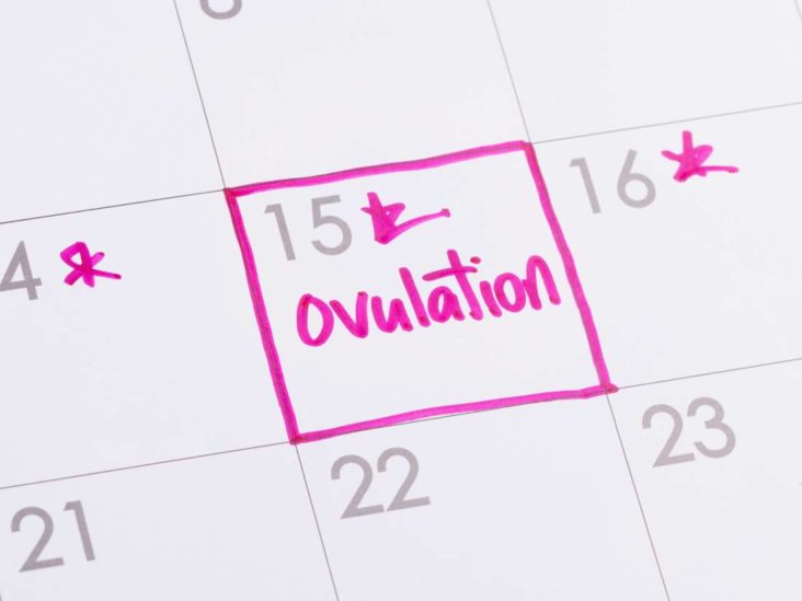 What's The Difference Between Fertile Days And Ovulation Days 2024