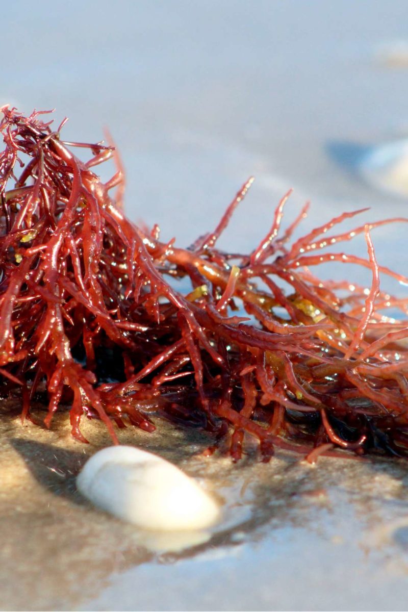 Carrageenan: Safety, risks, and uses