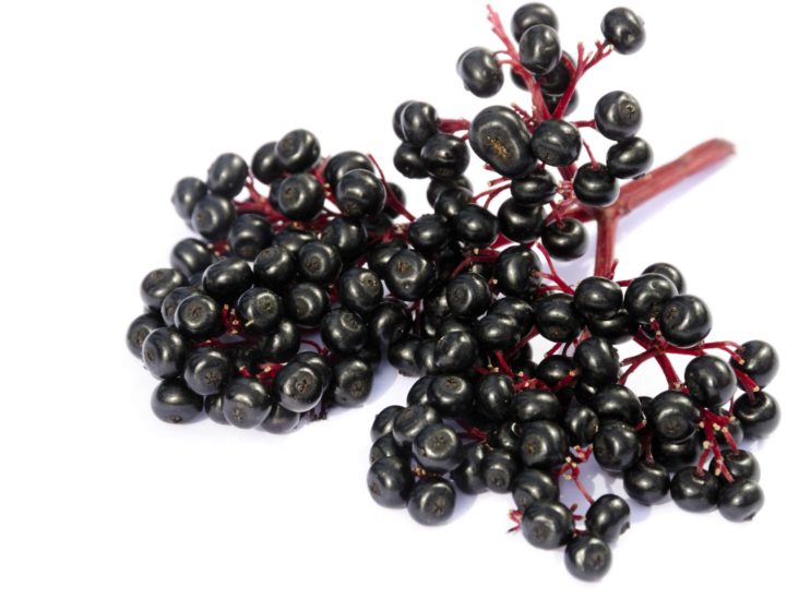 Elderberry extract for inflammation