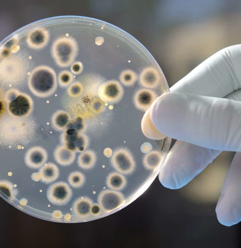 The probiotic that kills antibiotic-resistant bacteria