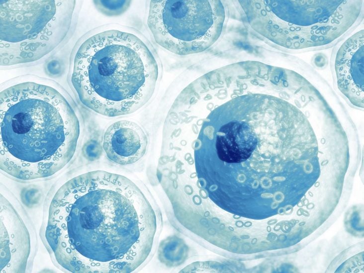 Stem cells: Sources, types, and uses