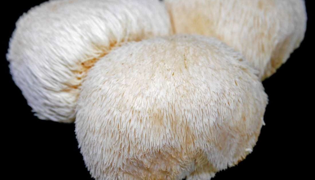 Lion's mane mushrooms: Benefits and side effects